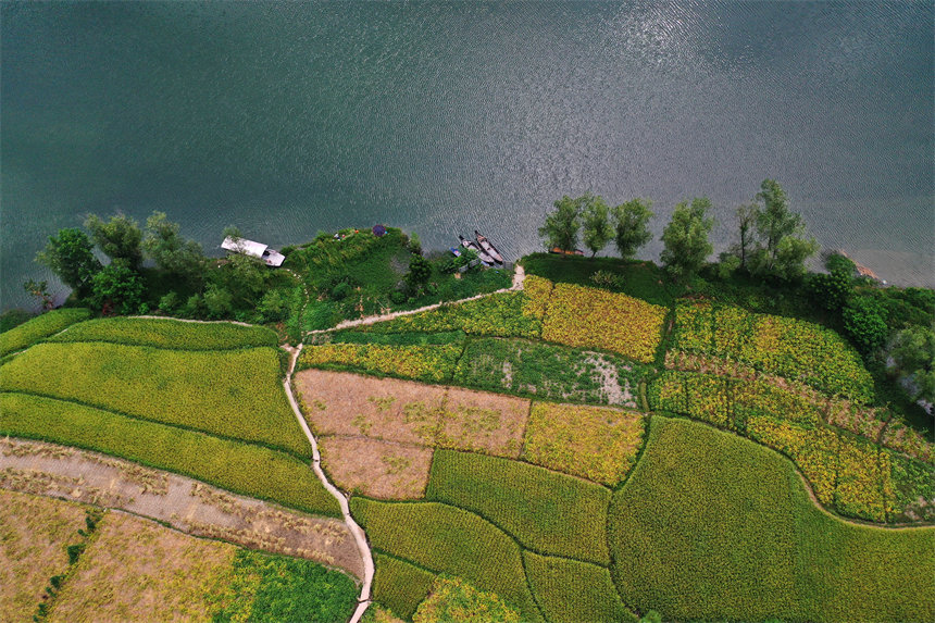 載運秋收農作物的船只停在重慶市黔江區阿蓬江鎮大坪村的阿蓬江邊。楊敏攝