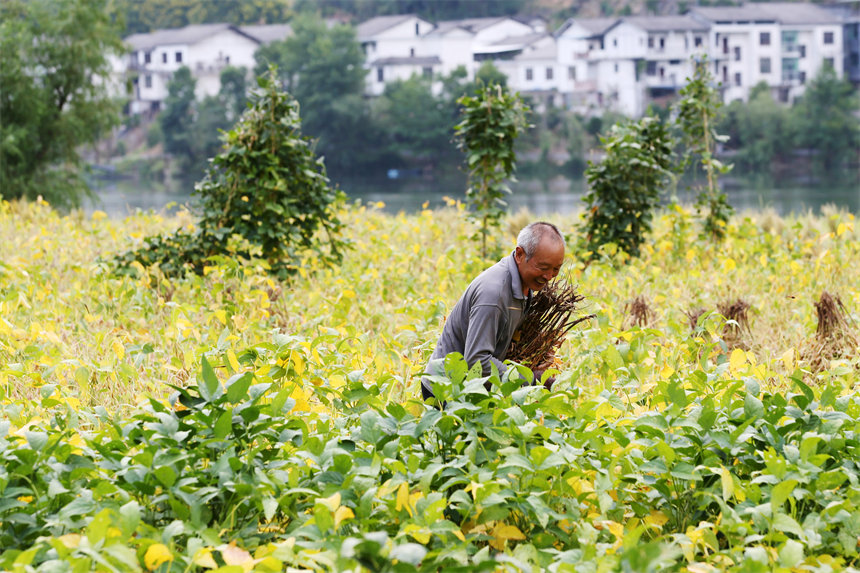 重慶市黔江區阿蓬江鎮大坪村村民在采收黃豆。楊敏攝