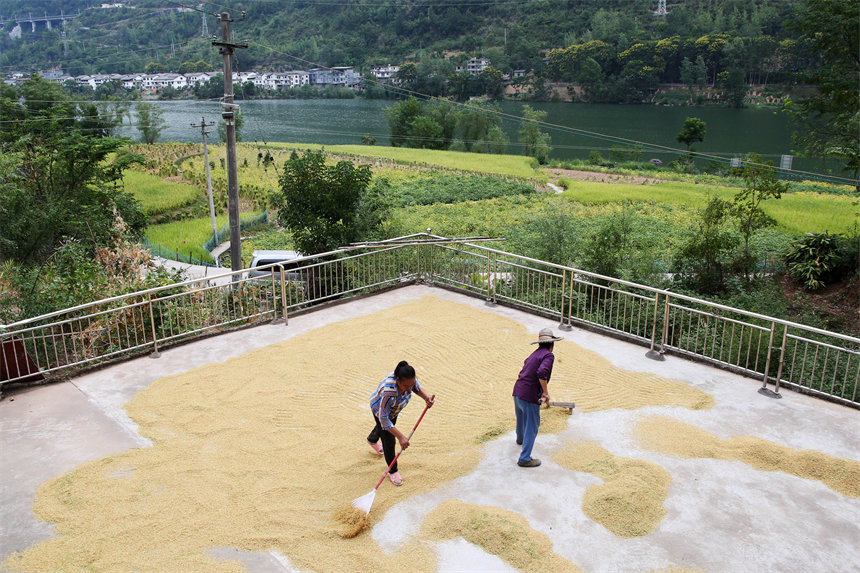 重慶市黔江區阿蓬江鎮大坪村村民在晾曬稻谷。楊敏攝