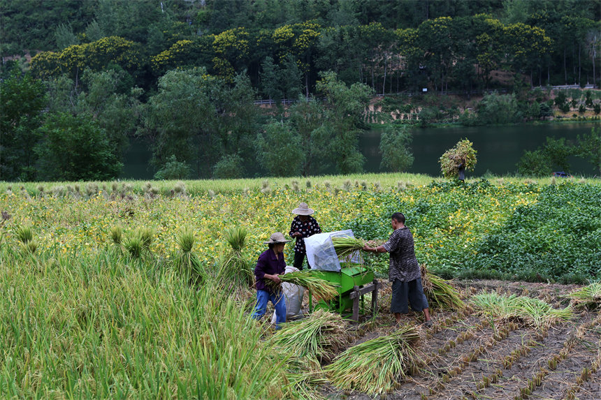 重慶市黔江區阿蓬江鎮大坪村村民在搶收水稻。楊敏攝