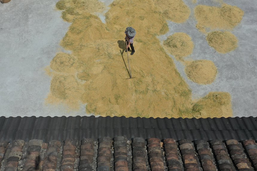 村民正在曬谷場晾曬稻谷。趙勇攝