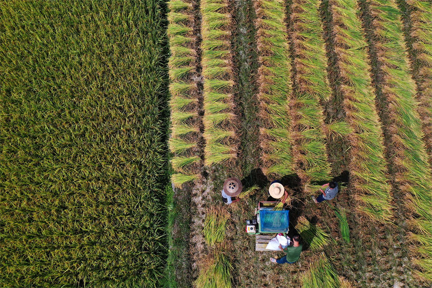 重慶市黔江區小南海鎮橋梁村古楓寨村民在搶收水稻。楊敏攝