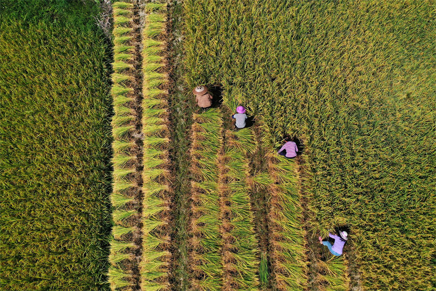 重慶市黔江區小南海鎮橋梁村古楓寨村民在搶收水稻。楊敏攝