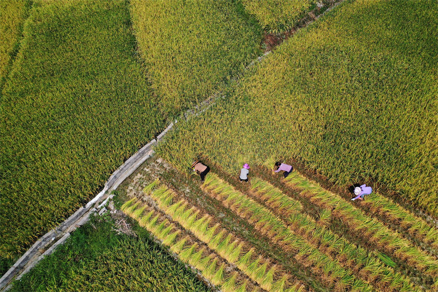 重慶市黔江區小南海鎮橋梁村古楓寨村民在搶收水稻。楊敏攝