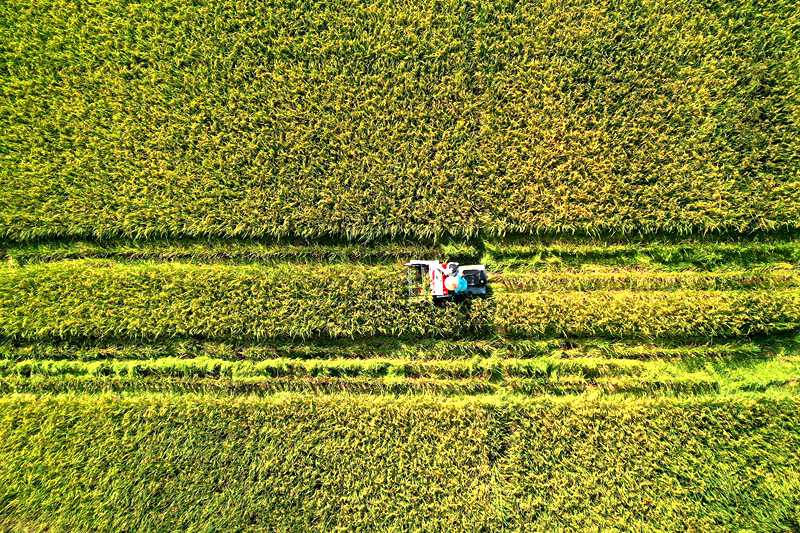 村民正在搶收水稻。楊敏攝