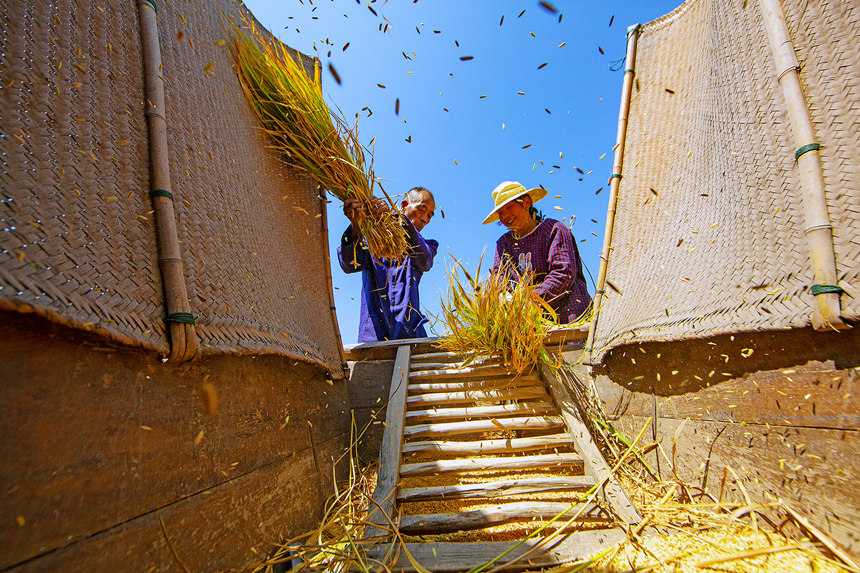 農民搶抓晴好天氣收割水稻。陳光國攝