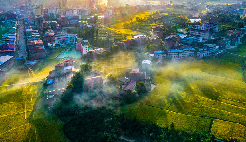 重慶巫山縣廟宇鎮的田野里一片金黃。陳光國攝