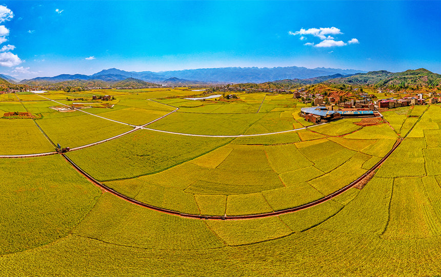 重慶巫山縣廟宇鎮的田野里一片金黃。陳光國攝