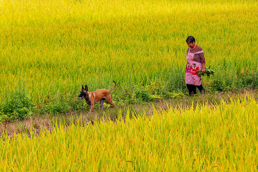 重慶巫山縣廟宇鎮的田野里一片金黃。陳光國攝