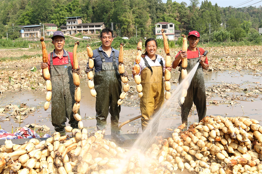 采藕工人臉上露出豐收的喜悅。趙軍攝