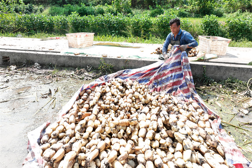 新采的蓮藕。趙軍攝
