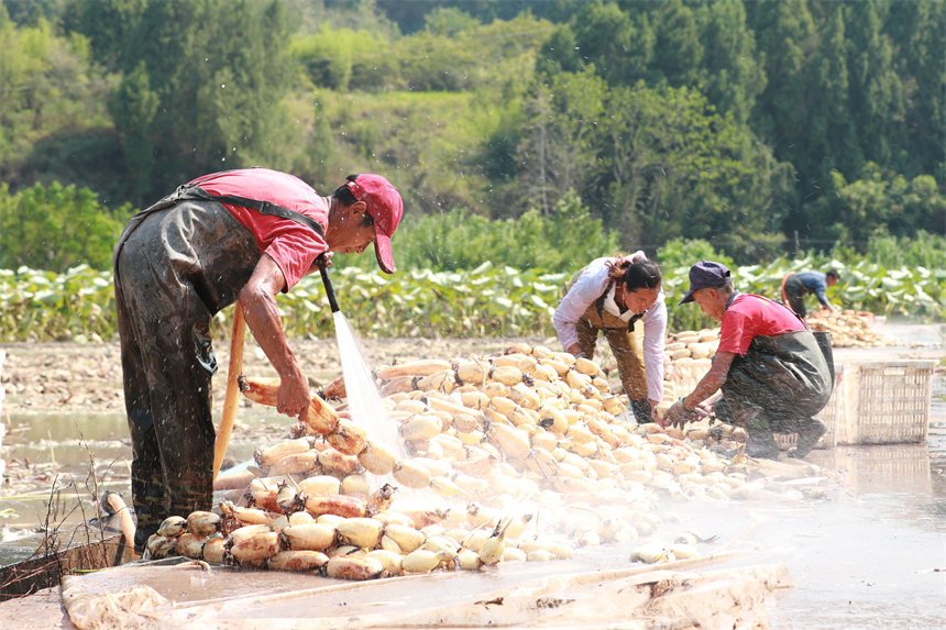 工人們沖洗剛采的藕。趙軍攝