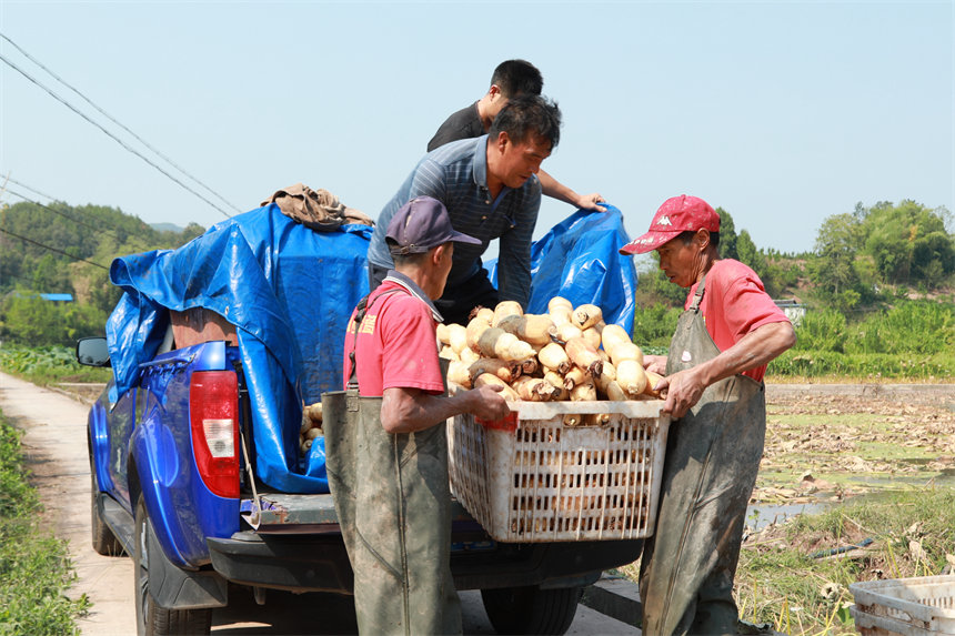 新鮮出土的蓮藕裝車運往全國各地。趙軍攝