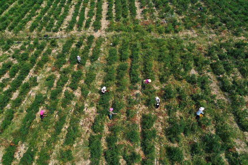 村民在重慶市黔江區鵝池鎮治安村辣椒種植基地采摘辣椒。楊敏攝