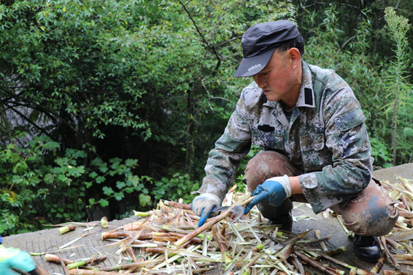 農戶正在剝竹筍。郭凡攝