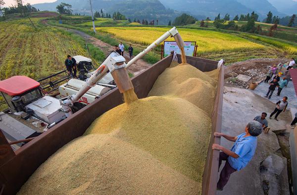 將稻谷運往車間烘干。冉孟軍攝