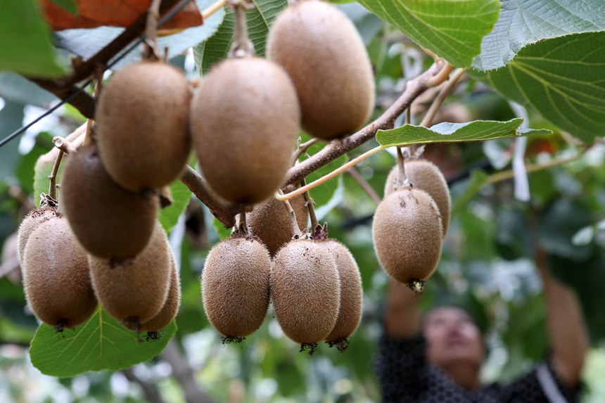 村民在大棚采摘獼猴桃。楊敏攝