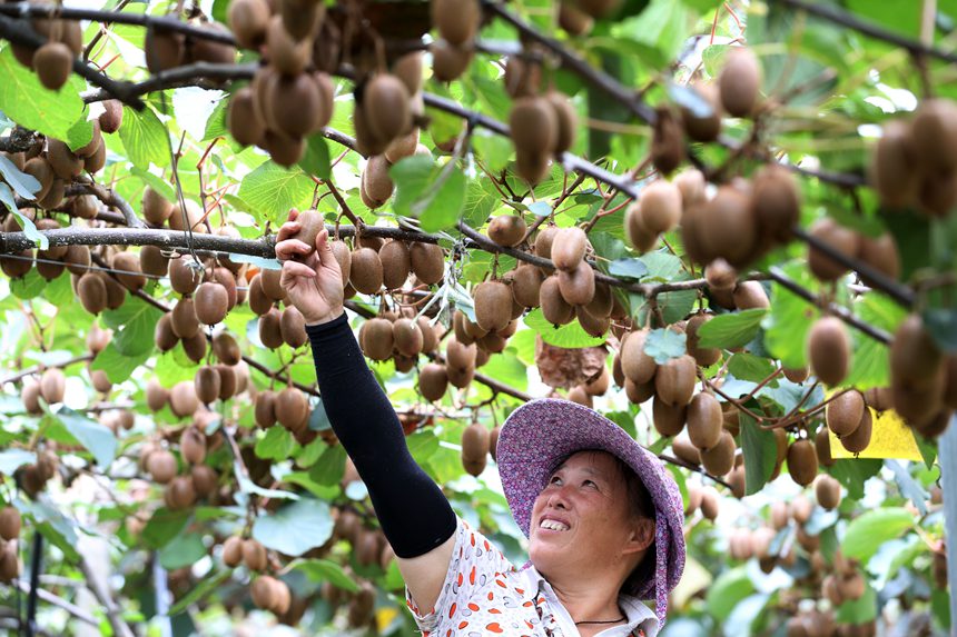 村民在大棚采摘獼猴桃。楊敏攝