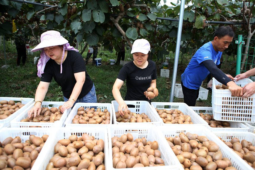 村民在搬運獼猴桃。楊敏攝