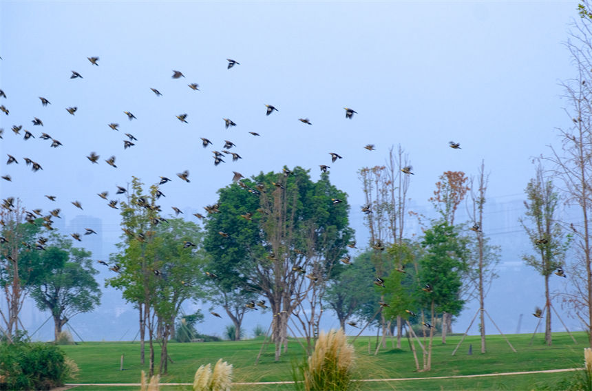 廣陽島自然和諧的生態環境吸引大批島類前來棲息。郭旭攝