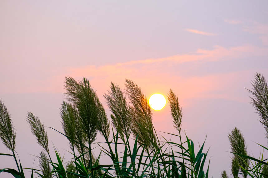 廣陽島江邊濕地，蘆葦隨風舒展，生機盎然風景如畫。郭旭攝