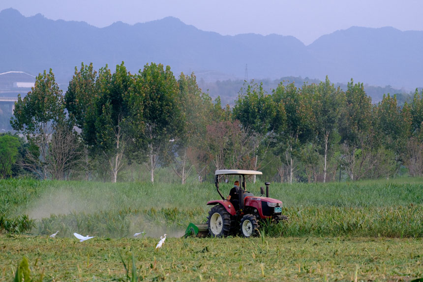 工作人員為油菜花田翻土，靜止的畫面如同一幅油畫。郭旭攝