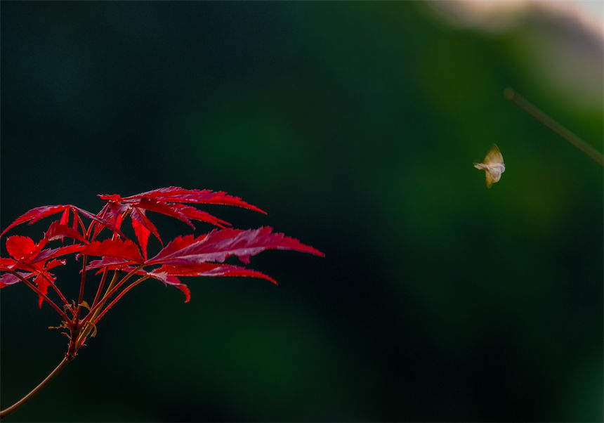 霜降已至，秋意正濃。郭旭攝