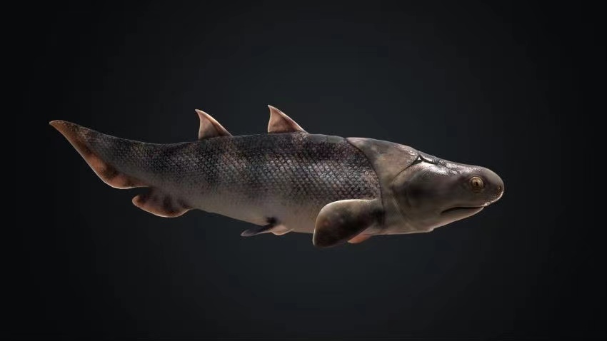 蠕紋沈氏棘魚復原圖。重慶市規劃和自然資源局供圖