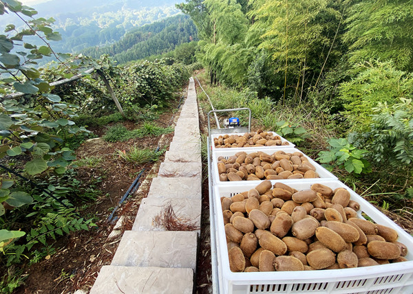 單軌運輸車運輸獼猴桃。黃河攝