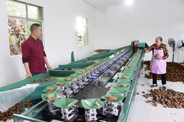 分揀獼猴桃。黃河攝
