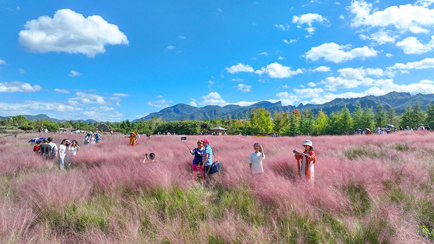 10月3日，游客在酉陽疊石花谷景區粉黛花海打卡游玩。國慶長假第三天，疊石花谷景區粉黛亂子草花海吸引眾多市民和游客親近自然，享受假日時光。通訊員 邱洪斌 攝/視覺重慶