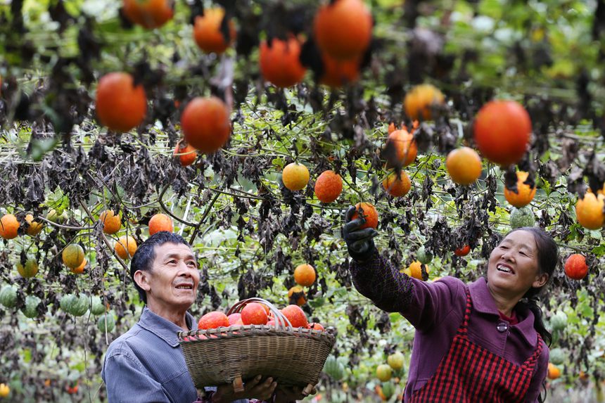 村民正在采摘吊瓜。楊敏攝