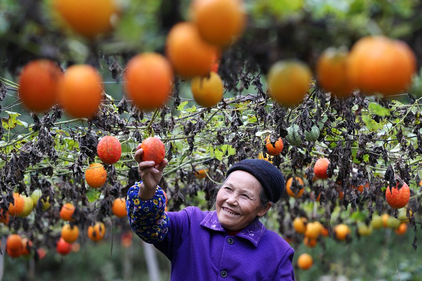 村民正在采摘吊瓜。楊敏攝