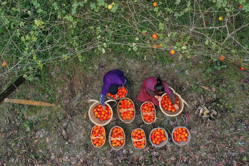 村民在吊瓜基地展示采摘的吊瓜。楊敏攝