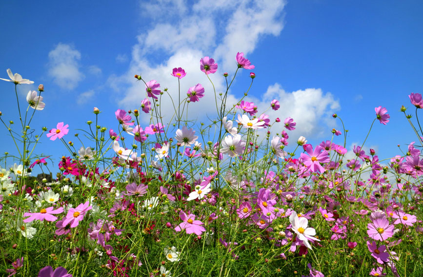 乃古石林百畝波斯菊綻放。石林風景名勝區管理局供圖