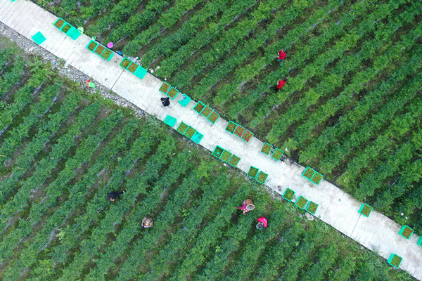 在彭水縣龍射鎮沿河村，村民正在采摘辣椒。趙勇攝