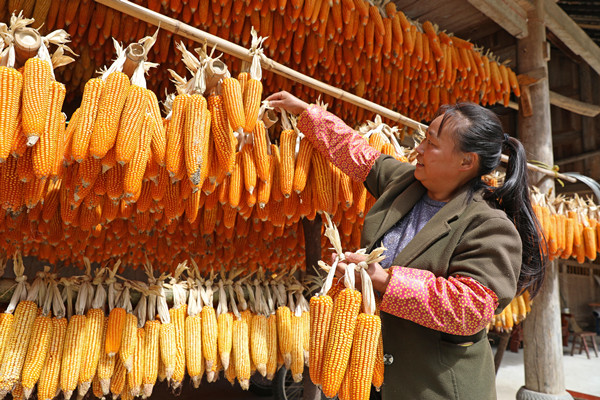 村民正在晾曬玉米。趙勇攝