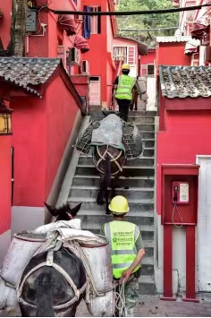 騾子在紅墻小巷里馱運材料。龍湖供圖