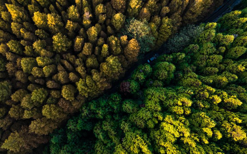 山王坪漫山遍野的柳杉和水杉盡顯秋色。周瑄攝
