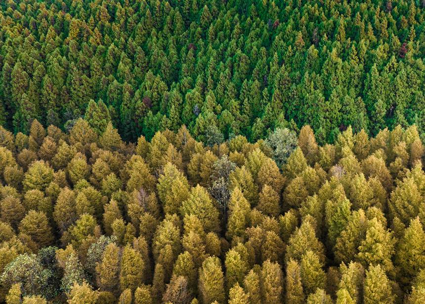 山王坪漫山遍野的柳杉和水杉盡顯秋色。周瑄攝