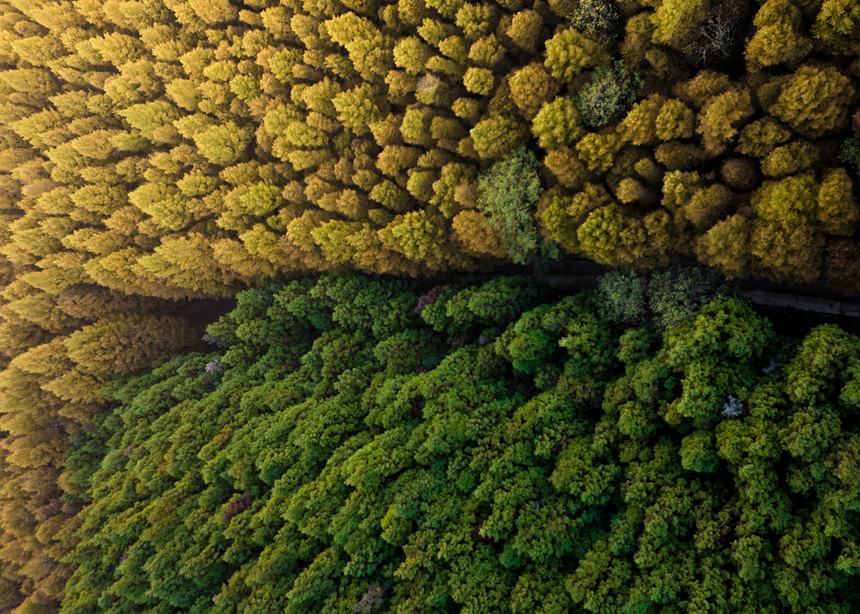 山王坪漫山遍野的柳杉和水杉盡顯秋色。周瑄攝