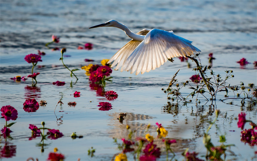 白鷺、江水、鮮花等構成了一幅和諧美麗的生態畫卷。侯本艷攝