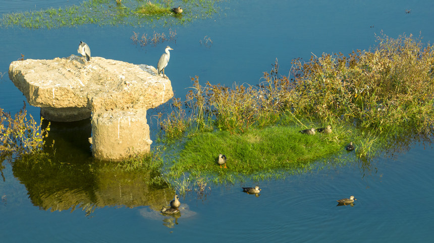 豐都縣打造的消落帶綠色生態長廊。劉先華攝