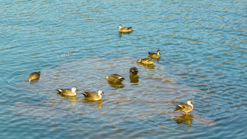 野鴨在水中暢快嬉戲。劉先華攝