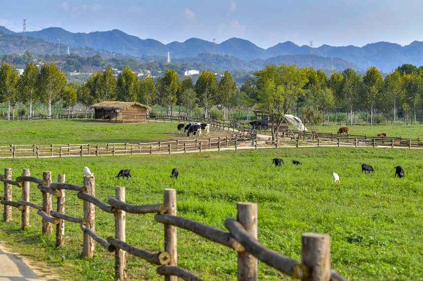 秋色迷人的重慶廣陽島。崔景印攝