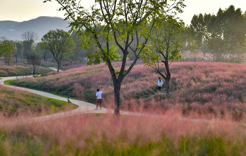 秋色迷人的重慶廣陽島。崔景印攝