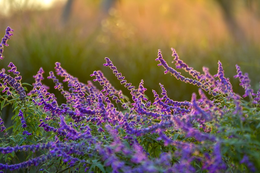 秋色迷人的重慶廣陽島。崔景印攝