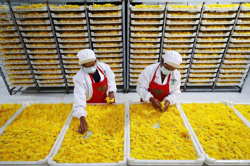 村民正在處理金絲皇菊。楊敏攝