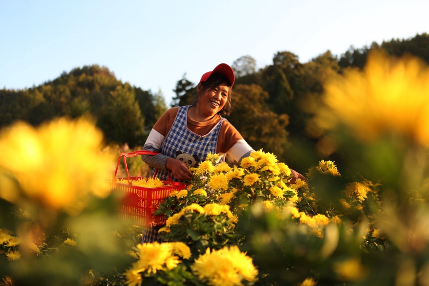 村民正在采收金絲皇菊。楊敏攝