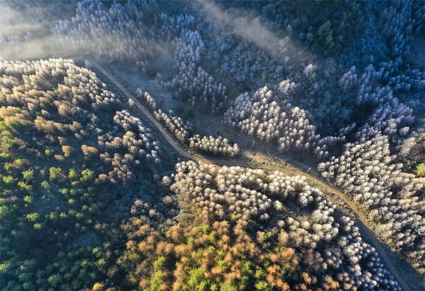 紅池壩霧凇。王強攝